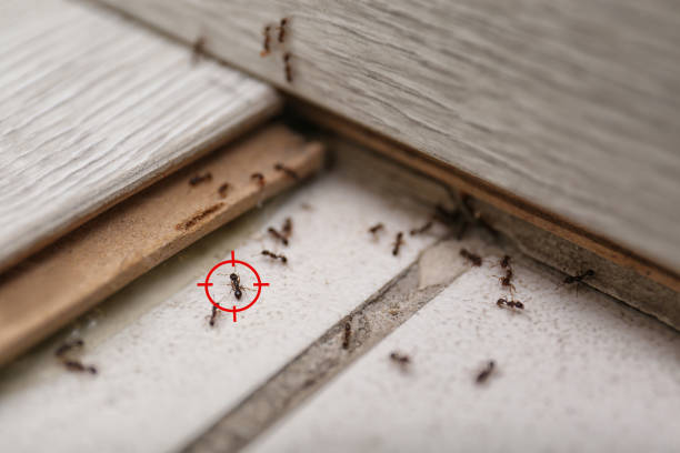 Best Wildlife Control Services  in Thurmont, MD
